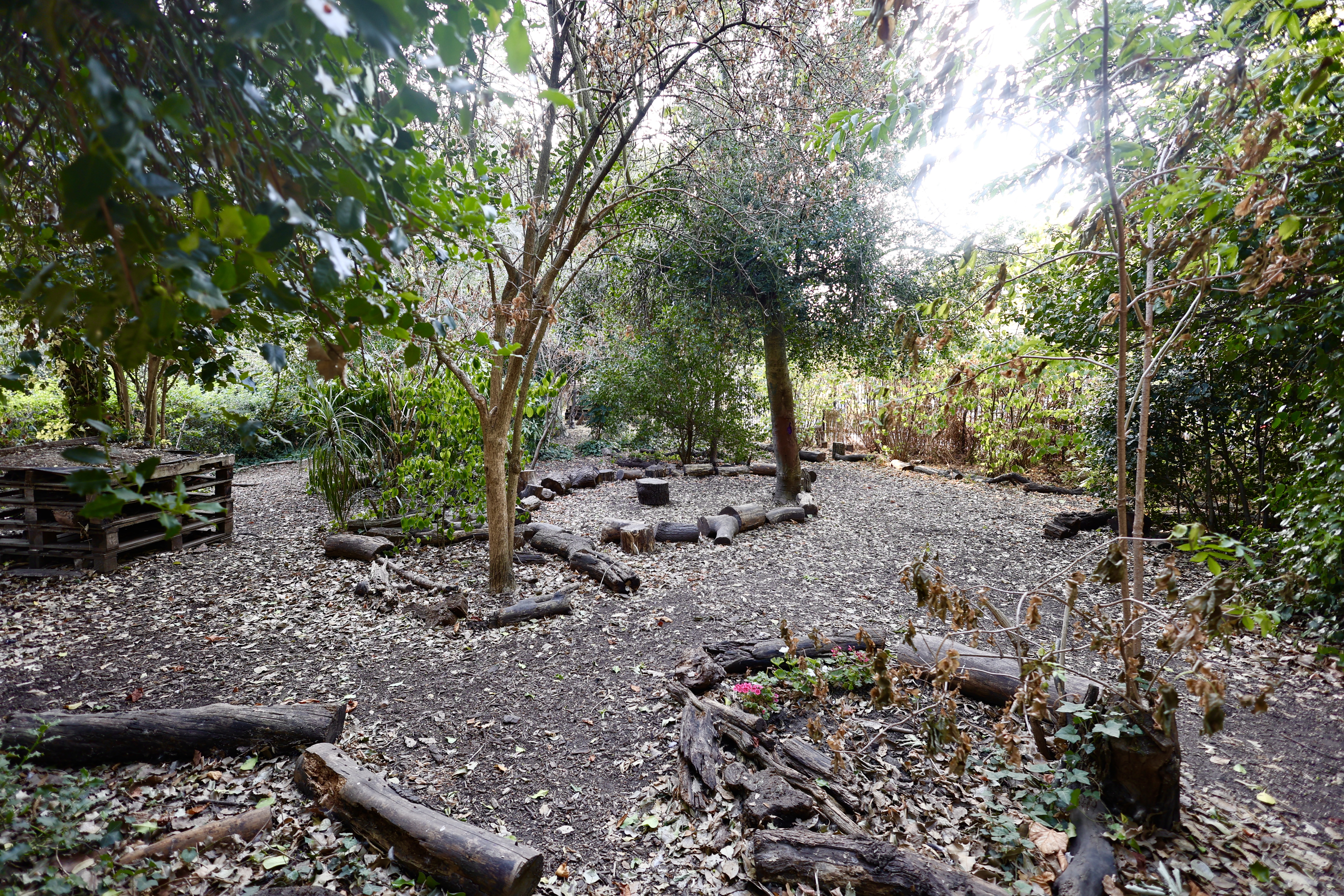 Logs, trees and natural play space in the forest school setting