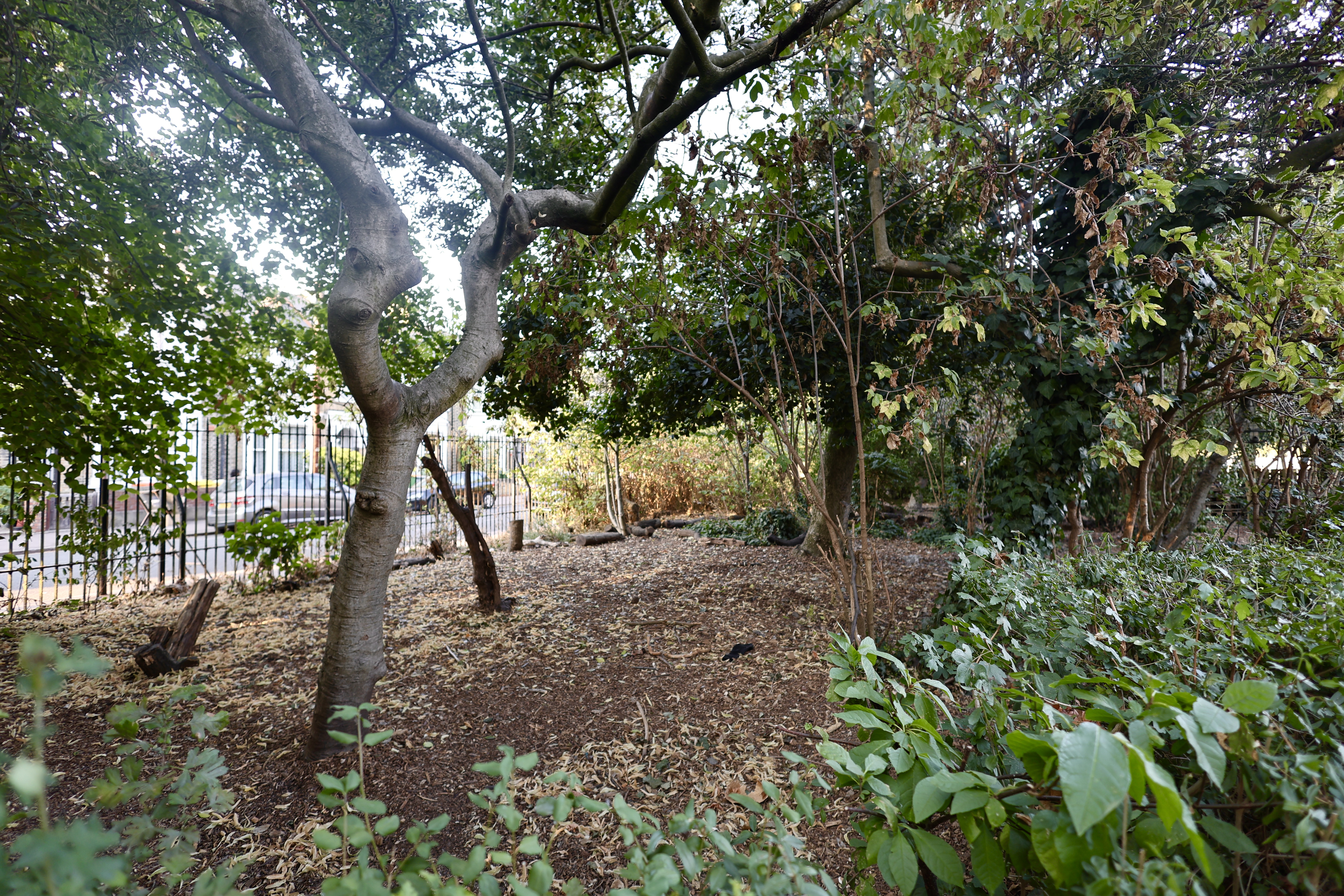 A wide view of trees and natural ground in the forest school setting