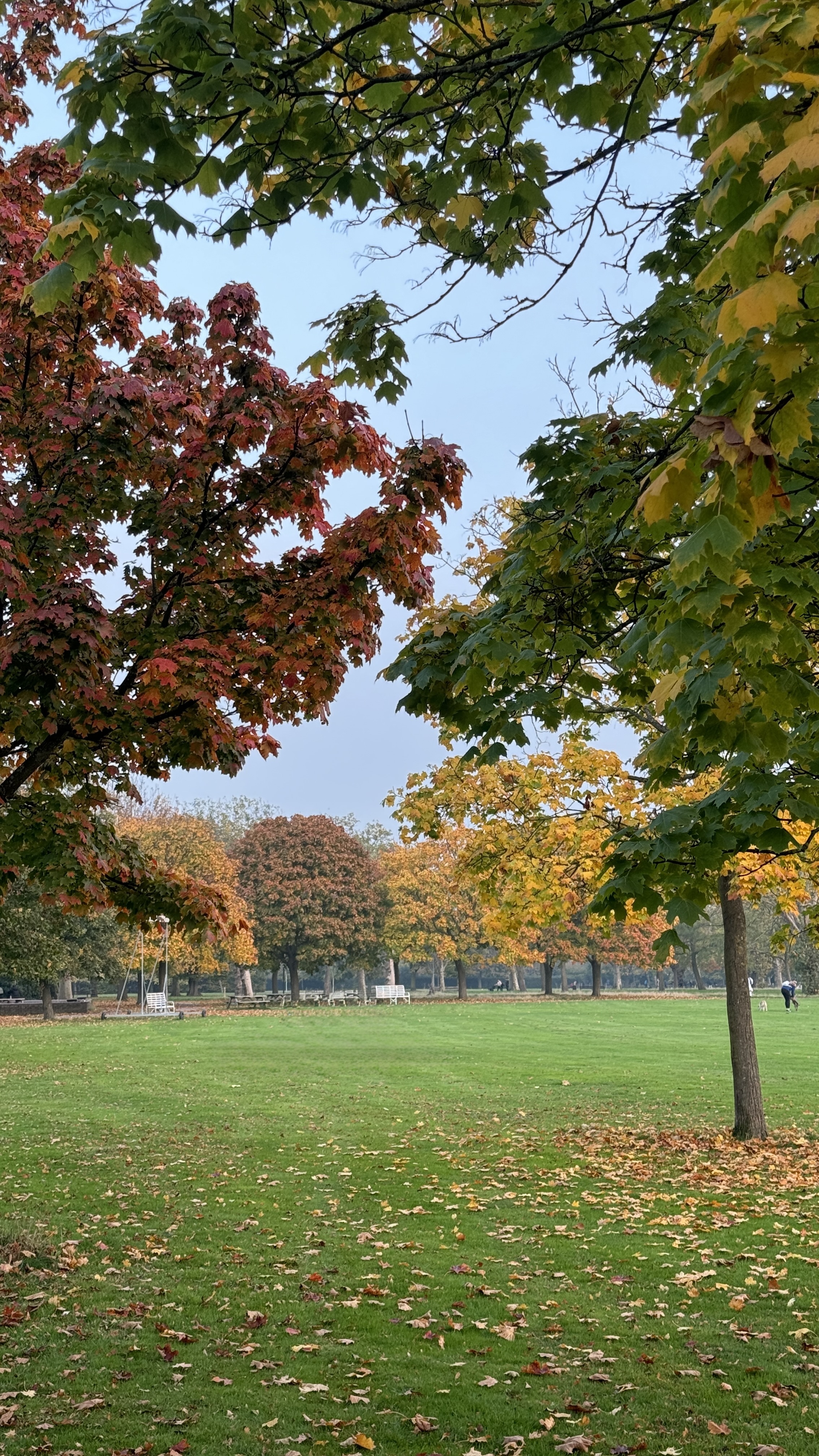 Autumn leaves framing a green open field in West Ham Park