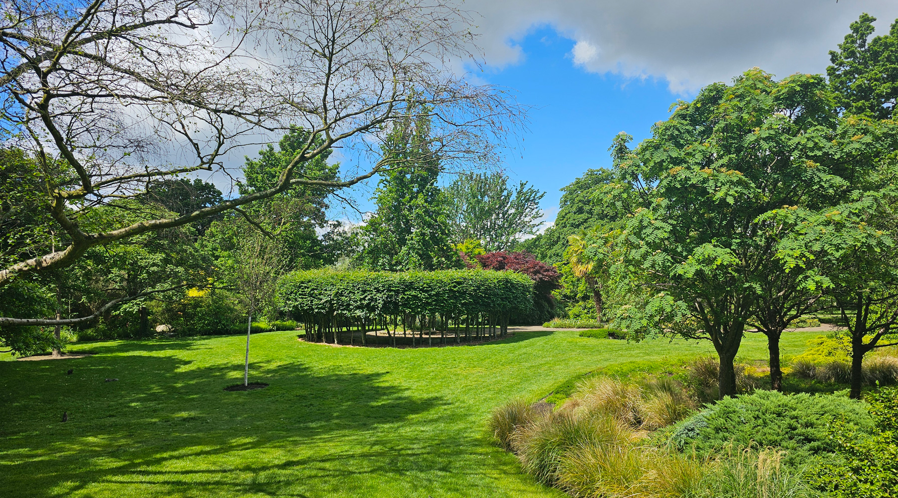 A green lawn and trees in West Ham Park