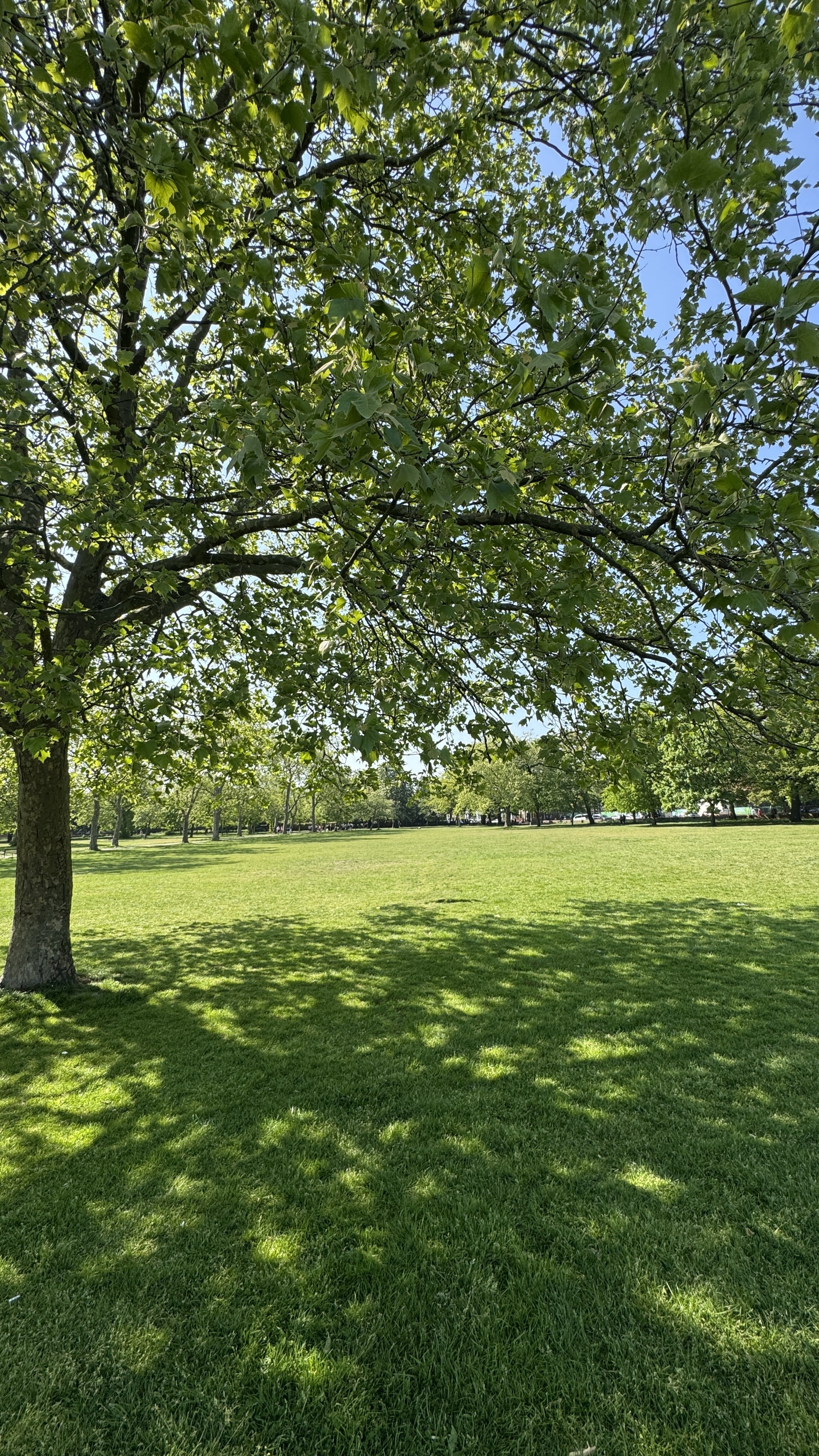 A shaded green field beneath leafy trees in West Ham Park